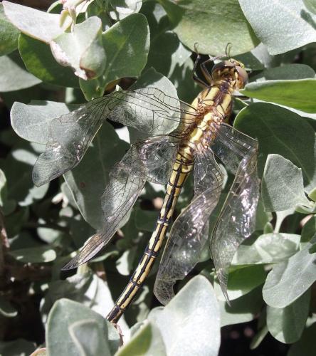 Réf. 180 056 : Orthetrum trinacria